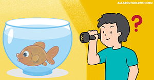 do goldfish like light