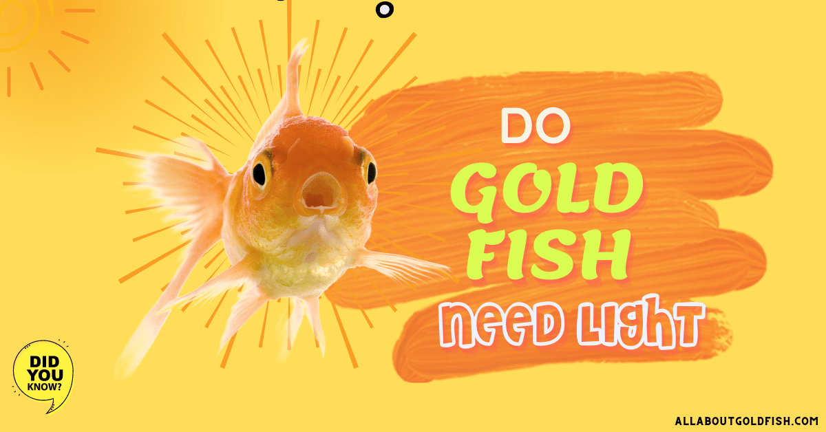 do goldfish like light